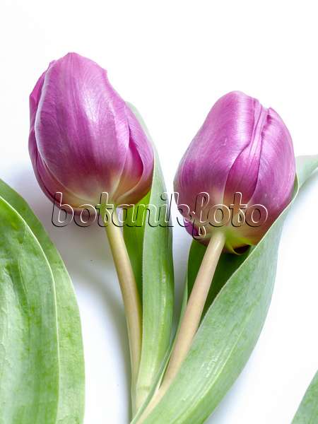 433054 - Tulips (Tulipa)