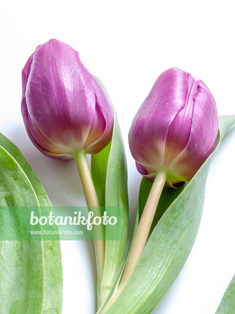 433054 - Tulips (Tulipa)