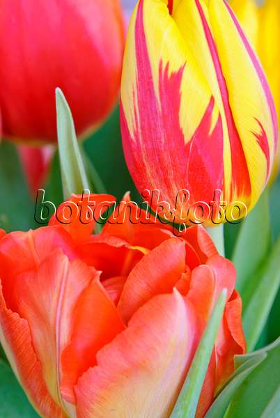 465081 - Tulips (Tulipa)