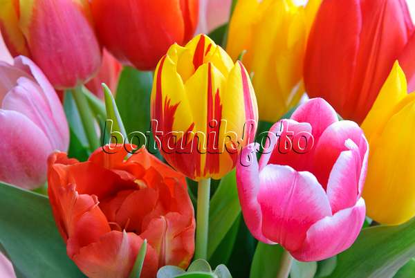 465082 - Tulips (Tulipa)