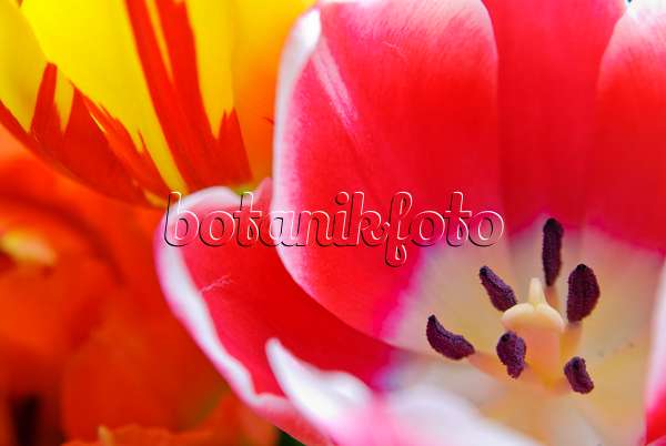 465083 - Tulips (Tulipa)