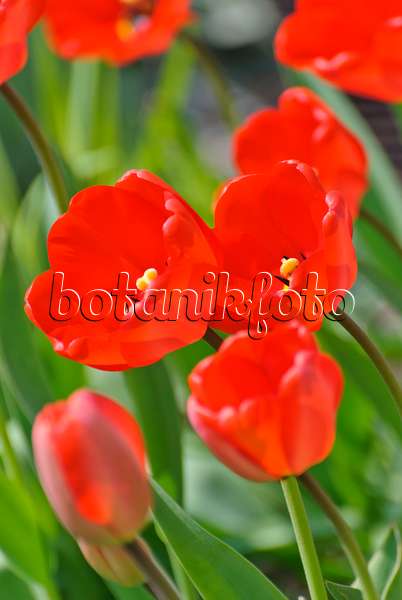 488157 - Tulips (Tulipa)