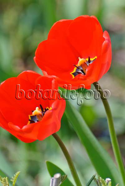 488158 - Tulips (Tulipa)