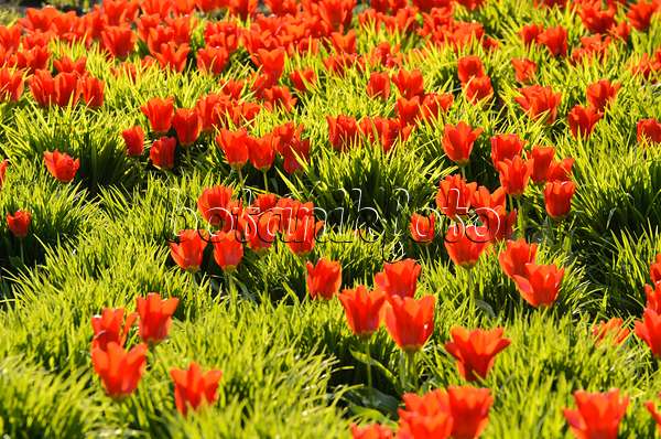 495201 - Tulips (Tulipa)