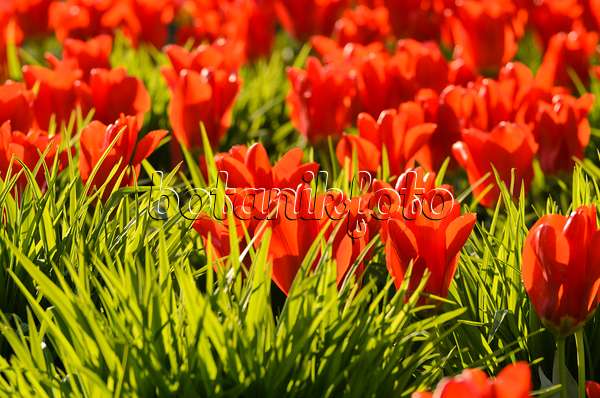 495202 - Tulips (Tulipa)