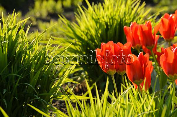 495203 - Tulips (Tulipa)