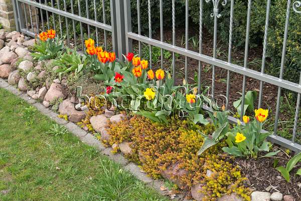 570011 - Tulips (Tulipa) at a metal fence