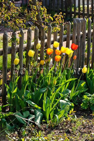 483316 - Tulips (Tulipa) at a wooden fence