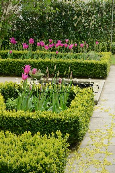554042 - Tulips (Tulipa) and boxwoods (Buxus) in a formal garden