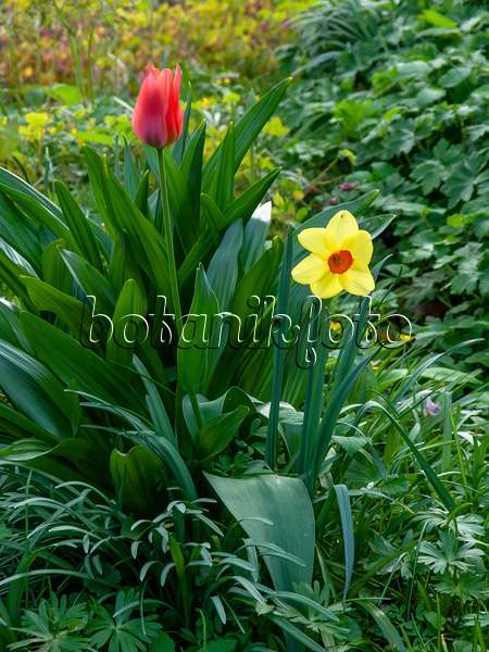 424129 - Tulips (Tulipa) and daffodils (Narcissus)