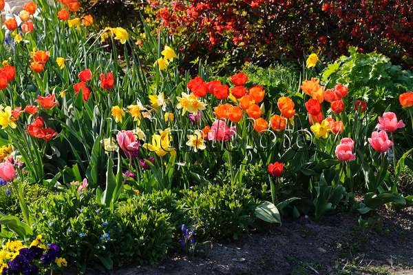 483314 - Tulips (Tulipa) and daffodils (Narcissus)