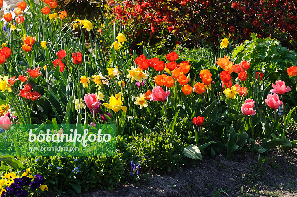 483314 - Tulips (Tulipa) and daffodils (Narcissus)