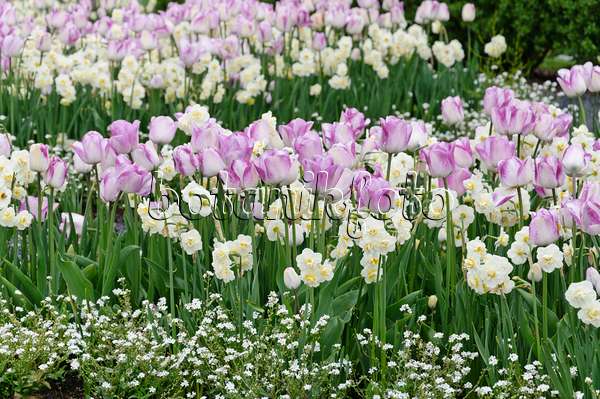 484114 - Tulips (Tulipa) and daffodils (Narcissus)