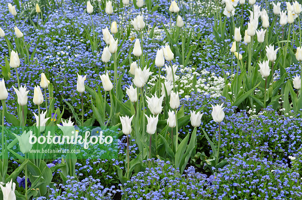 471196 - Tulips (Tulipa) and forget-me-nots (Myosotis)