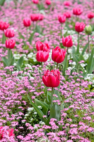 531157 - Tulips (Tulipa) and forget-me-nots (Myosotis)