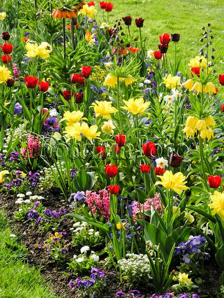 425005 - Tulips (Tulipa), fritillaries (Fritillaria) and hyacinths (Hyacinthus)