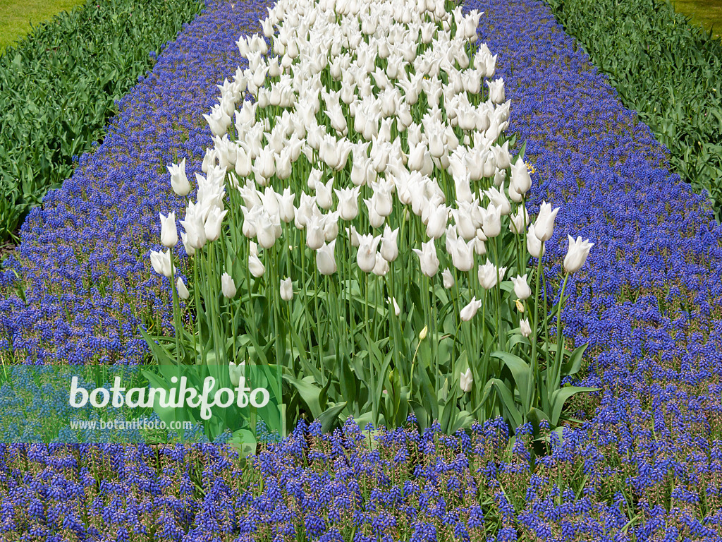 401079 - Tulips (Tulipa) and grape hyacinths (Muscari)