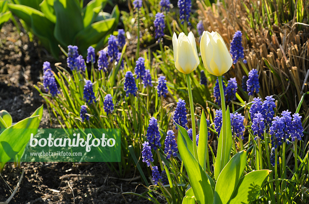 495127 - Tulips (Tulipa) and grape hyacinths (Muscari)