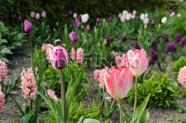 495170 - Tulips (Tulipa) and hyacinths (Hyacinthus)