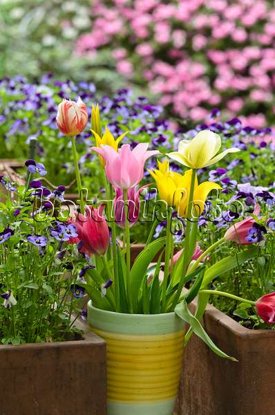 495354 - Tulips (Tulipa), hyacinths (Hyacinthus) and horned pansies (Viola cornuta)