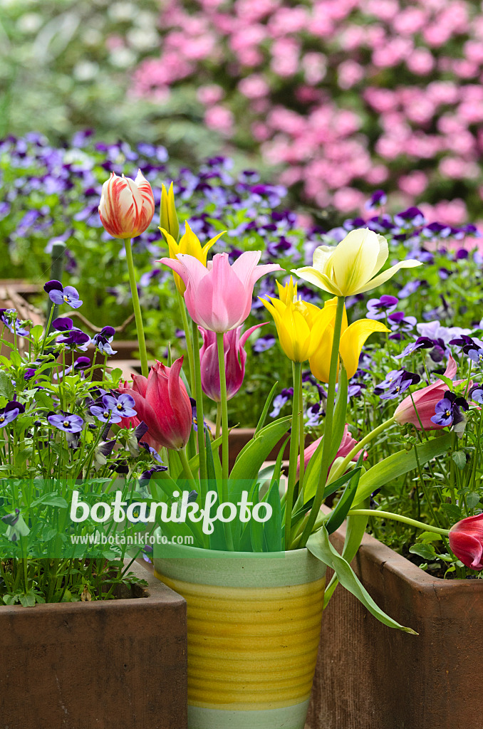 495354 - Tulips (Tulipa), hyacinths (Hyacinthus) and horned pansies (Viola cornuta)