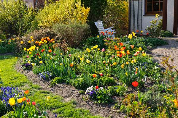 483317 - Tulips (Tulipa) in a front garden