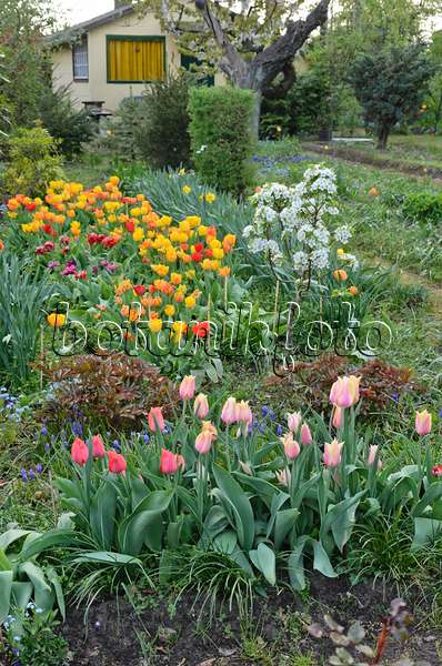 543051 - Tulips (Tulipa) in an allotment garden