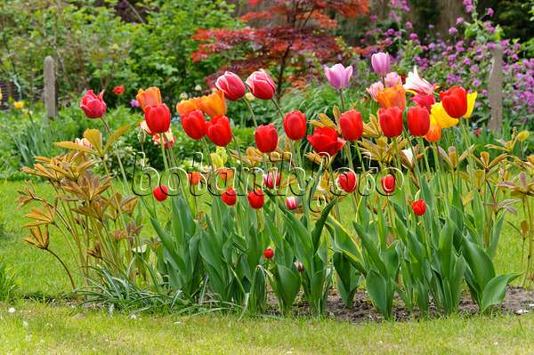 471294 - Tulips (Tulipa) and Rodgersia