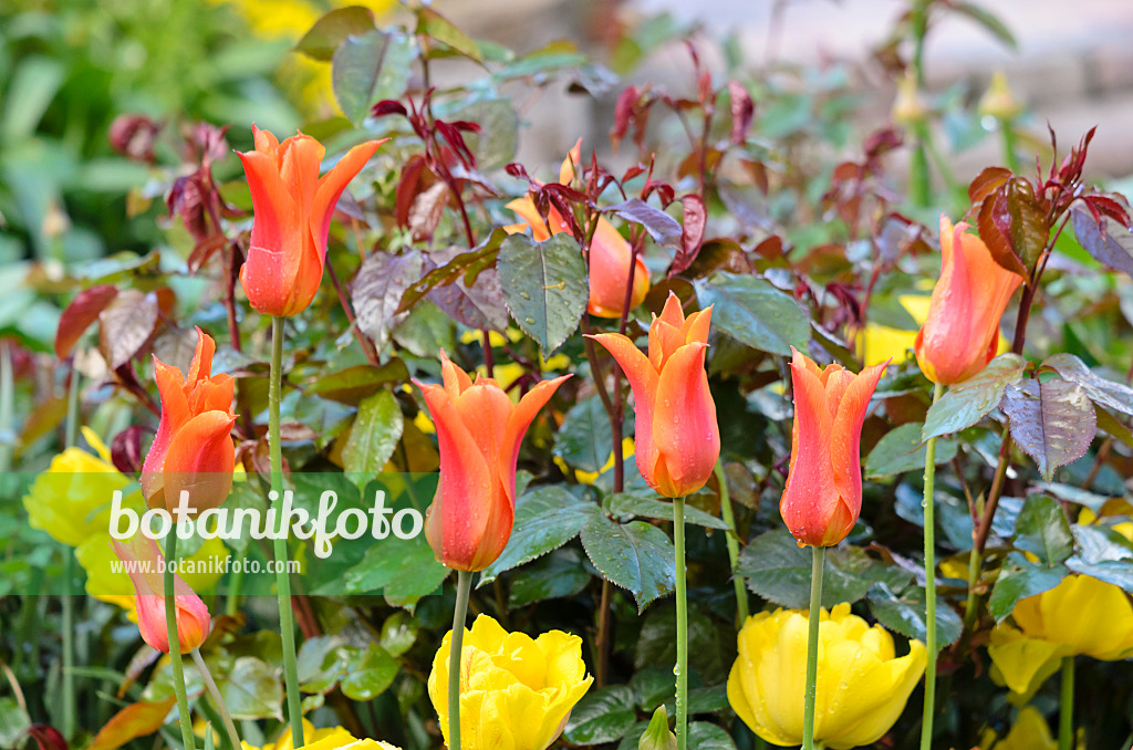 531117 - Tulips (Tulipa) and rose (Rosa)