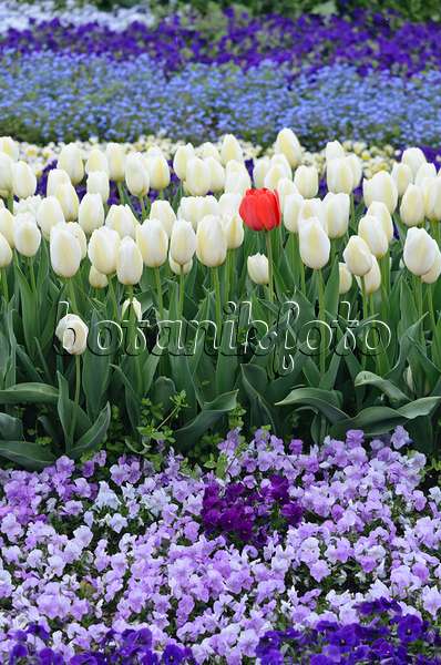 543077 - Tulips (Tulipa) and violets (Viola)