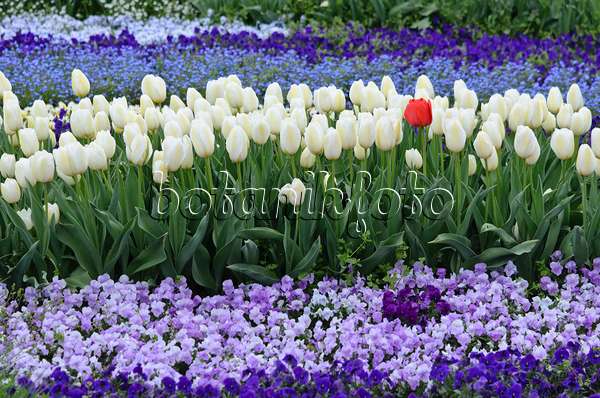 543078 - Tulips (Tulipa) and violets (Viola)