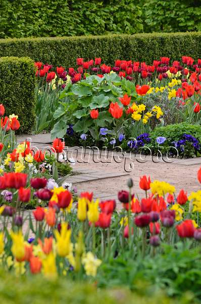 520052 - Tulips (Tulipa), violets (Viola) and daffodils (Narcissus)