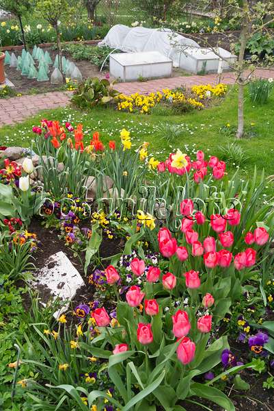 543024 - Tulips (Tulipa) and violets (Viola) in an allotment garden