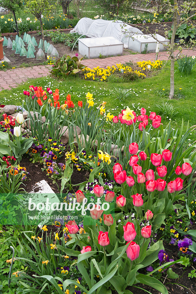 543024 - Tulips (Tulipa) and violets (Viola) in an allotment garden