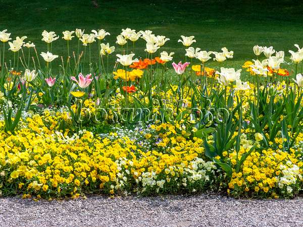 437385 - Tulips (Tulipa), violets (Viola) and poppies (Papaver)
