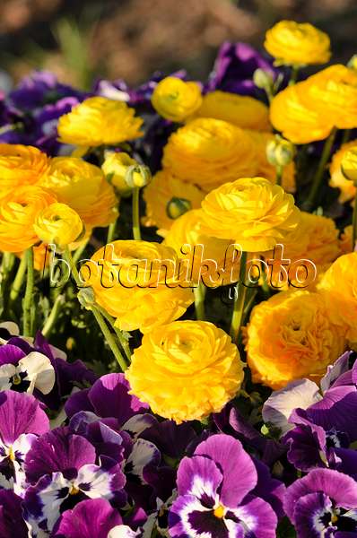 519105 - Turban buttercup (Ranunculus asiaticus) and violet (Viola)