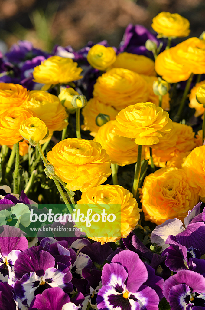 519105 - Turban buttercup (Ranunculus asiaticus) and violet (Viola)