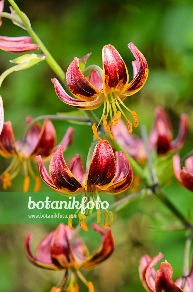 522022 - Turk's cap lily (Lilium martagon)