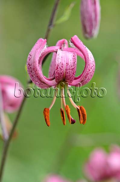 534015 - Turk's cap lily (Lilium martagon)