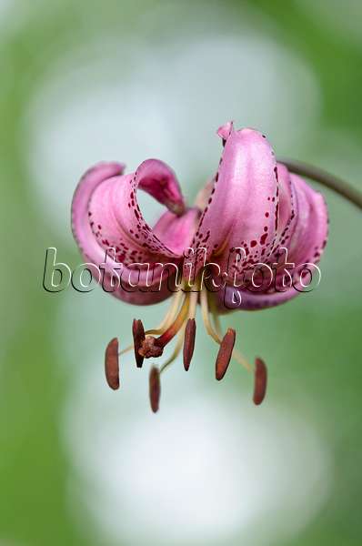 534017 - Turk's cap lily (Lilium martagon)