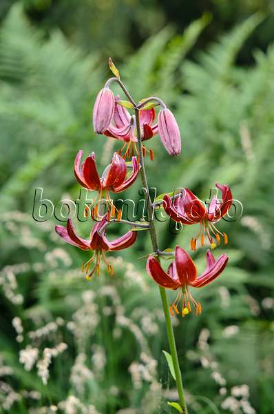 521145 - Turk's cap lily (Lilium martagon 'Claude Shride')