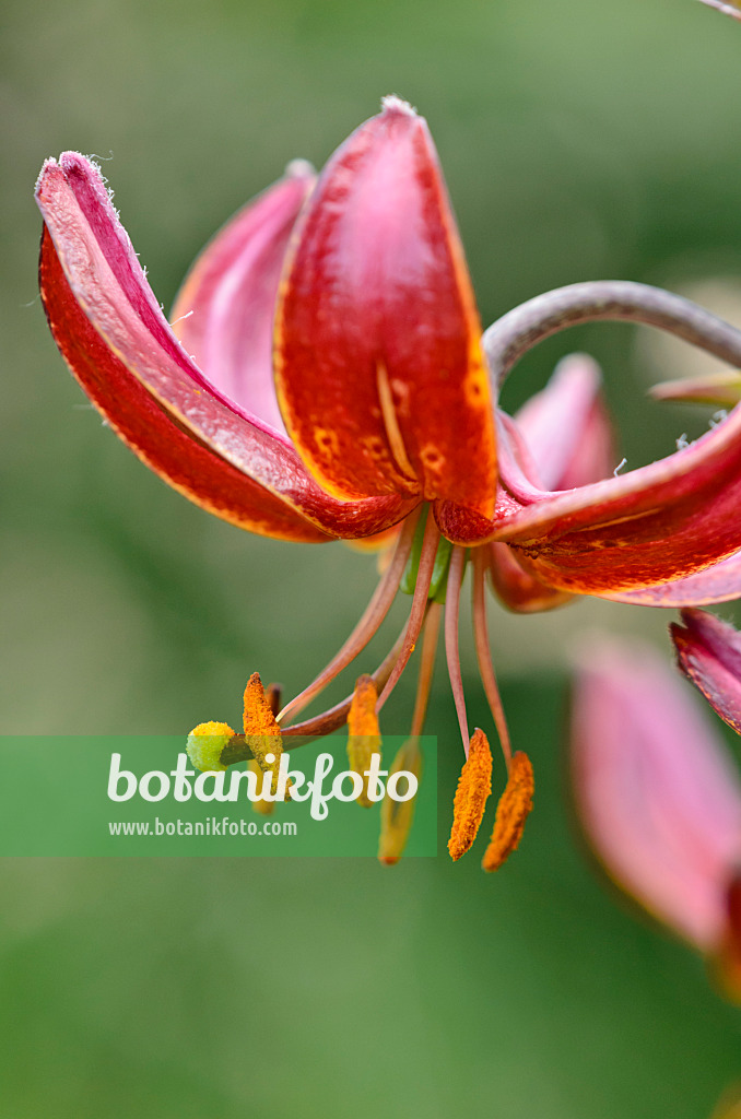 521146 - Turk's cap lily (Lilium martagon 'Claude Shride')