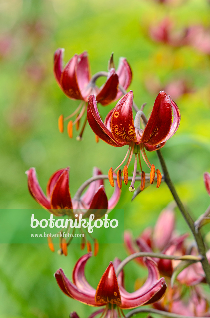 521151 - Turk's cap lily (Lilium martagon 'Claude Shride')