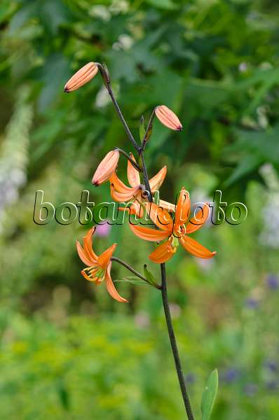 521149 - Turk's cap lily (Lilium martagon 'Orange Marmelade')