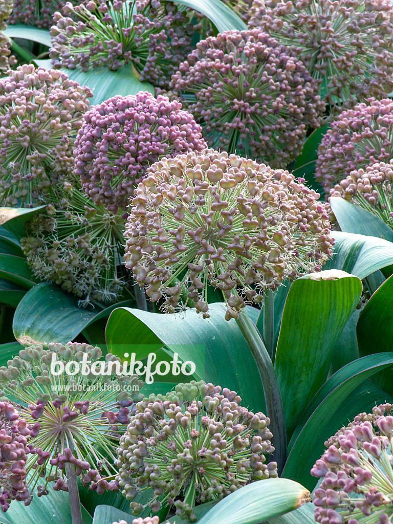 449014 - Turkestan allium (Allium karataviense)