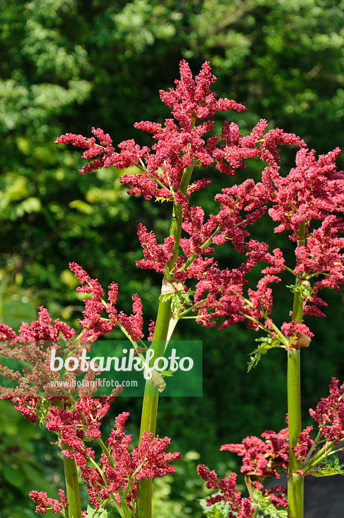 484279 - Turkey rhubarb (Rheum palmatum)