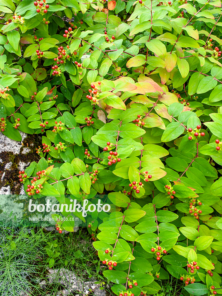 450018 - Tutsan (Hypericum androsaemum)