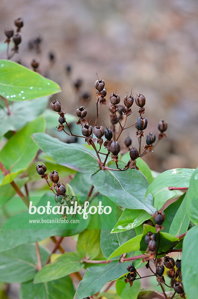 527049 - Tutsan (Hypericum androsaemum)