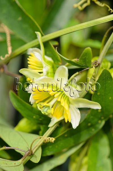 536162 - Two-flowered passion flower (Passiflora biflora)