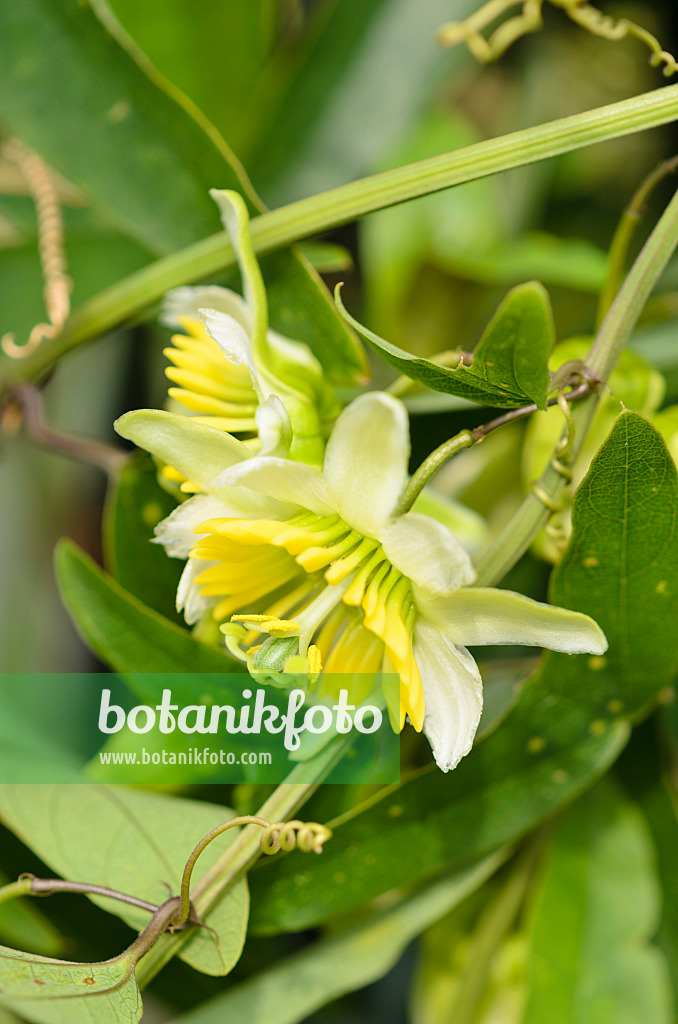 536162 - Two-flowered passion flower (Passiflora biflora)